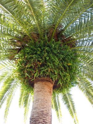 [Looking up at what is under the palms fronds near the uppermost part of the trunk of a palm tree.]